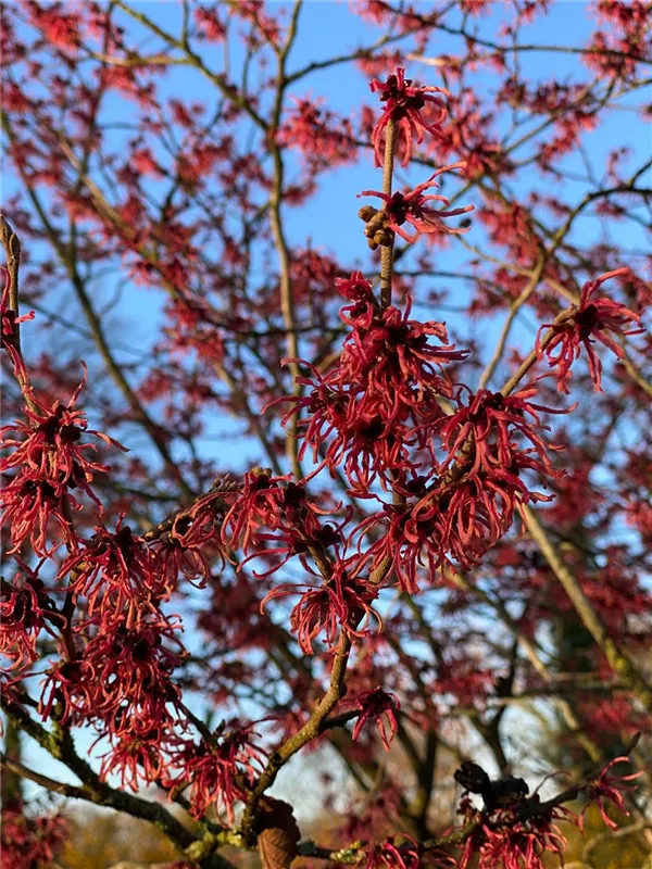 Hamamelis interm.'Feuerzauber'
