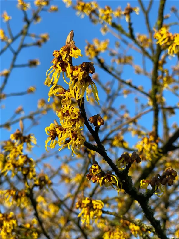 Hamamelis interm.'Arnold Promise'