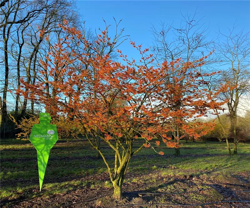 Hamamelis interm.'Jelena'