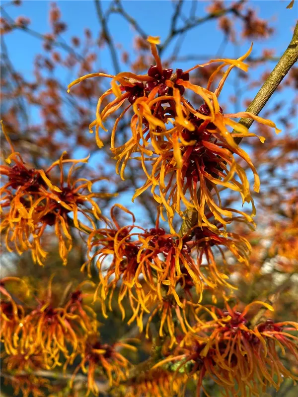 Hamamelis interm.'Jelena'