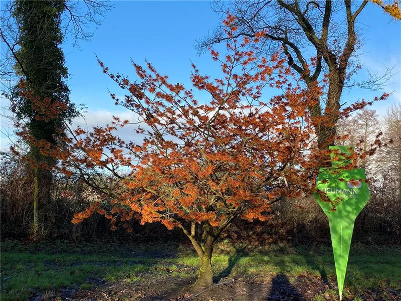 Hamamelis interm.'Jelena'
