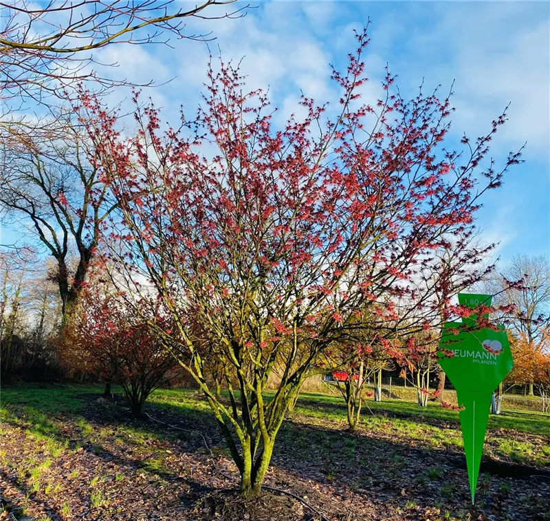 Hamamelis interm.'Feuerzauber'