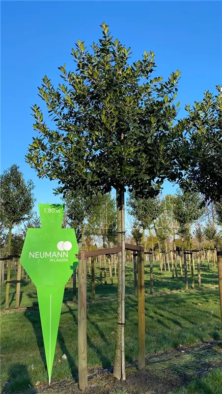 Ilex mutchagara 'Nellie R.Stevens'