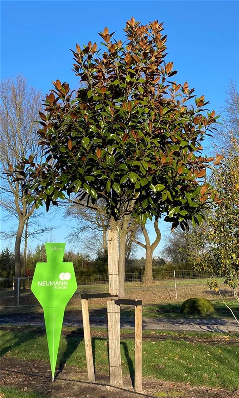 Magnolia grandiflora 'Goliath'