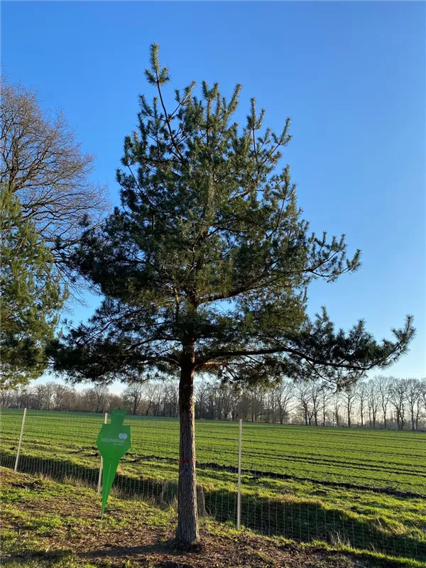 Pinus nigra ssp.nigra