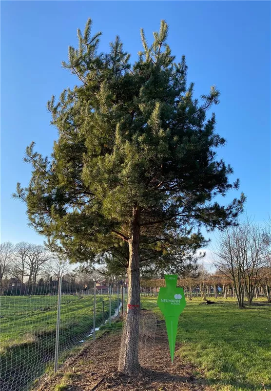 Pinus nigra ssp.nigra