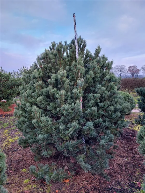 Pinus sylvestris