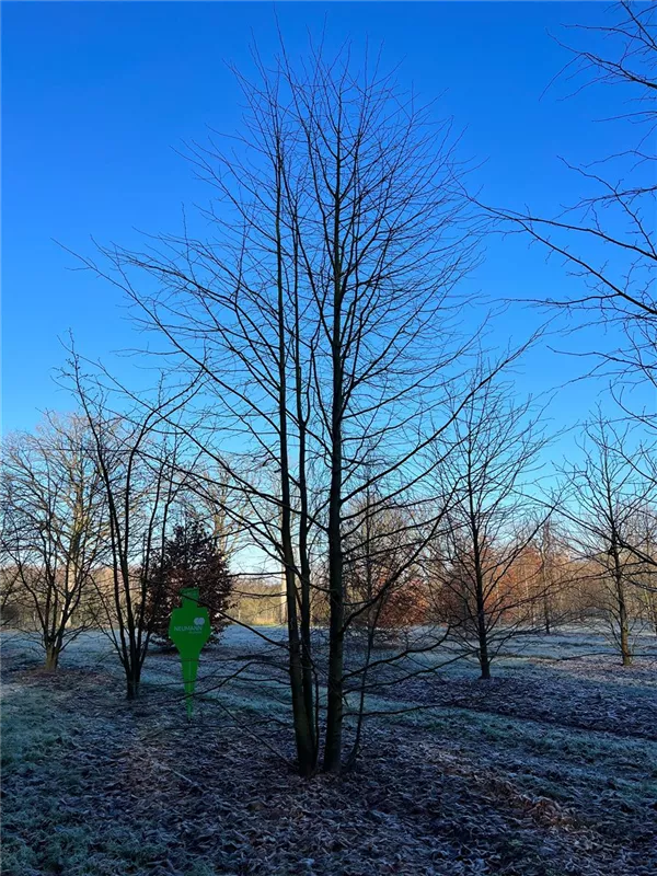 Tilia cordata