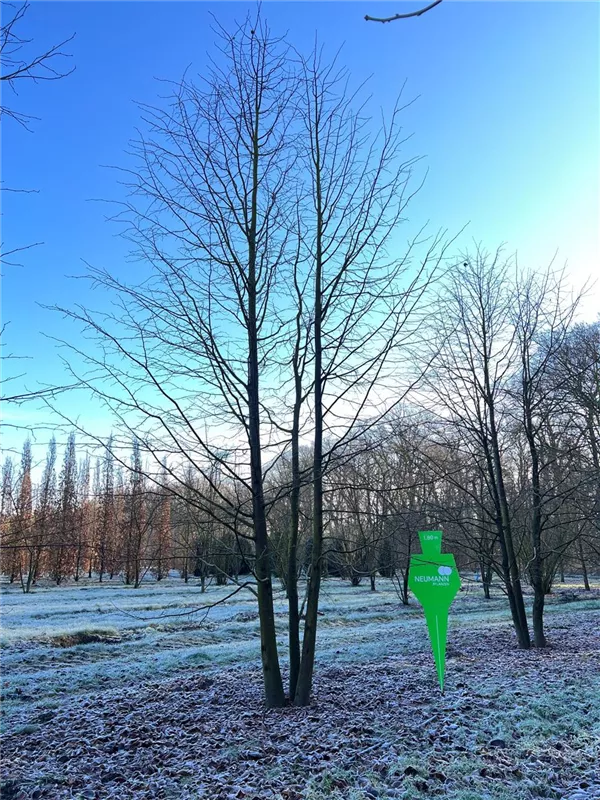 Tilia cordata