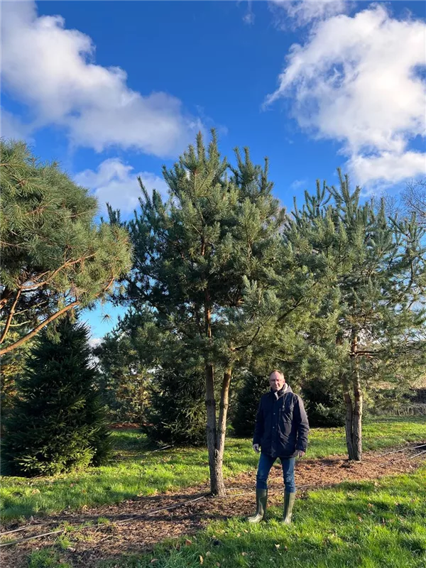 Pinus sylvestris