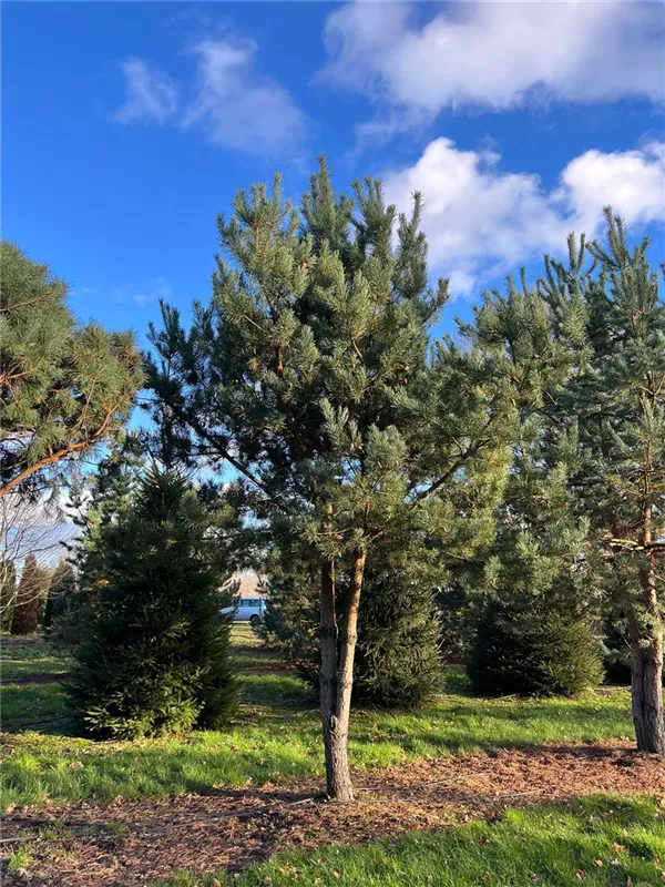 Pinus sylvestris