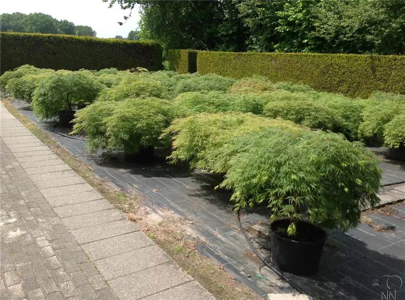 Acer palmatum 'Dissectum'