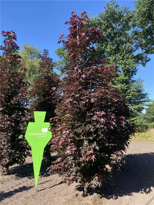 Acer platanoides 'Crimson Sentry'
