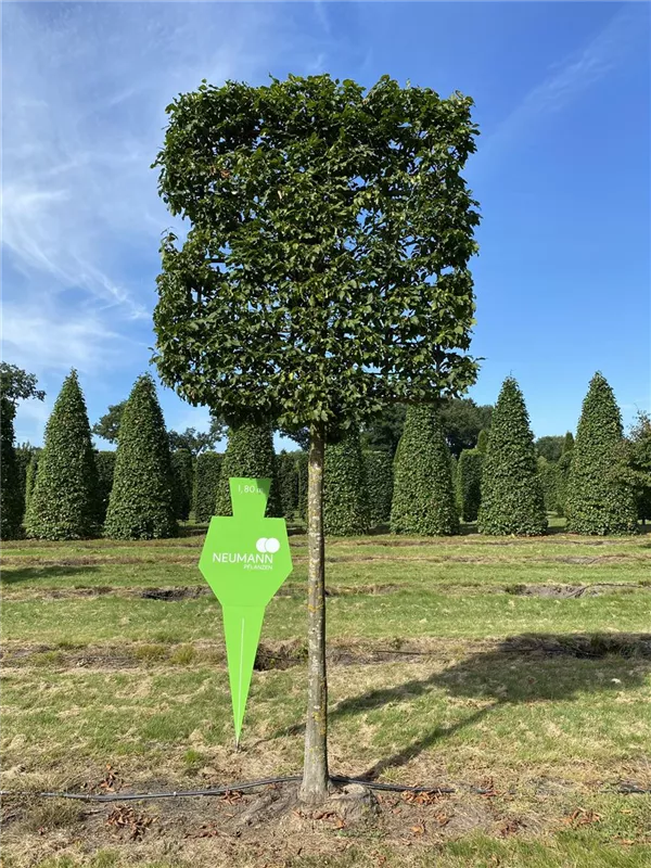 Carpinus betulus