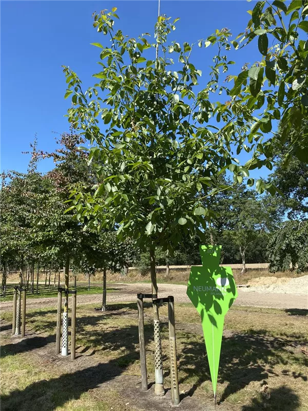 Juglans regia