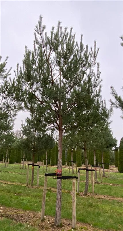 Pinus sylvestris