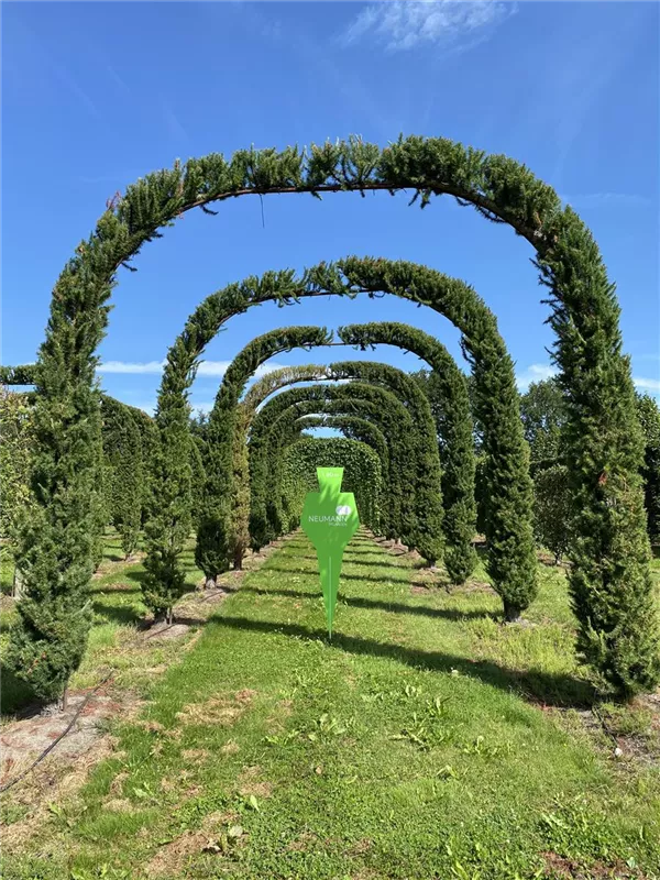 Larix kaempferi 'Jakobsen's Pyramid'