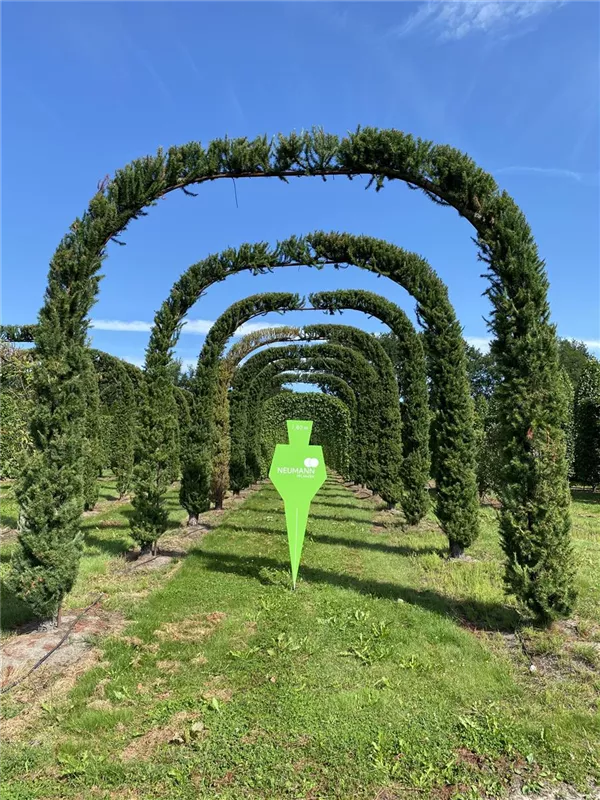 Larix kaempferi 'Jakobsen's Pyramid'