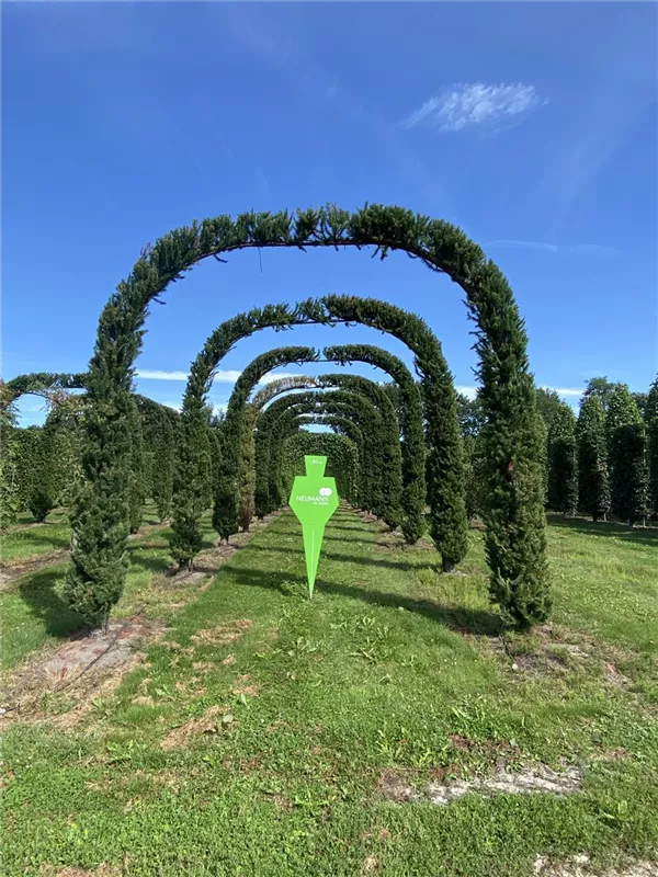 Larix kaempferi 'Jakobsen's Pyramid'