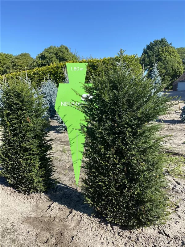 Taxus baccata