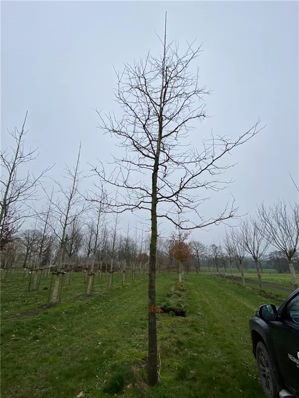 Gleditsia triacanthos 'Sunburst'