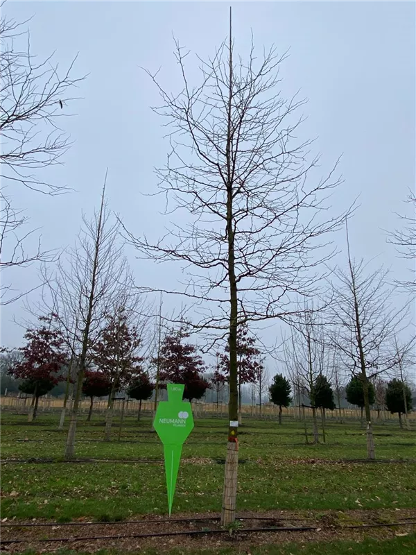 Gleditsia triacanthos 'Sunburst'