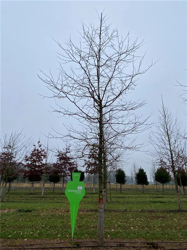 Gleditsia triacanthos 'Sunburst'