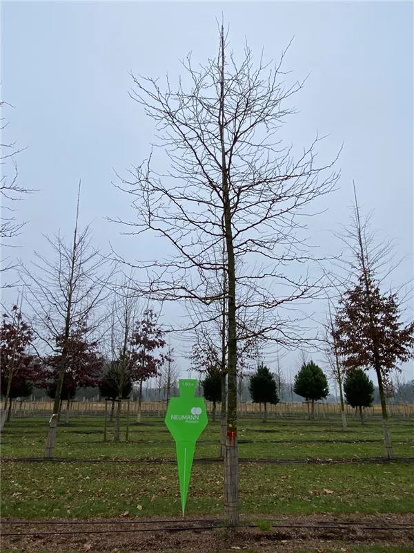 Gleditsia triacanthos 'Sunburst'