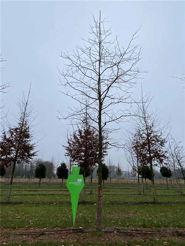 Gleditsia triacanthos 'Sunburst'