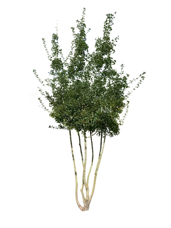 Acer monspessulanum