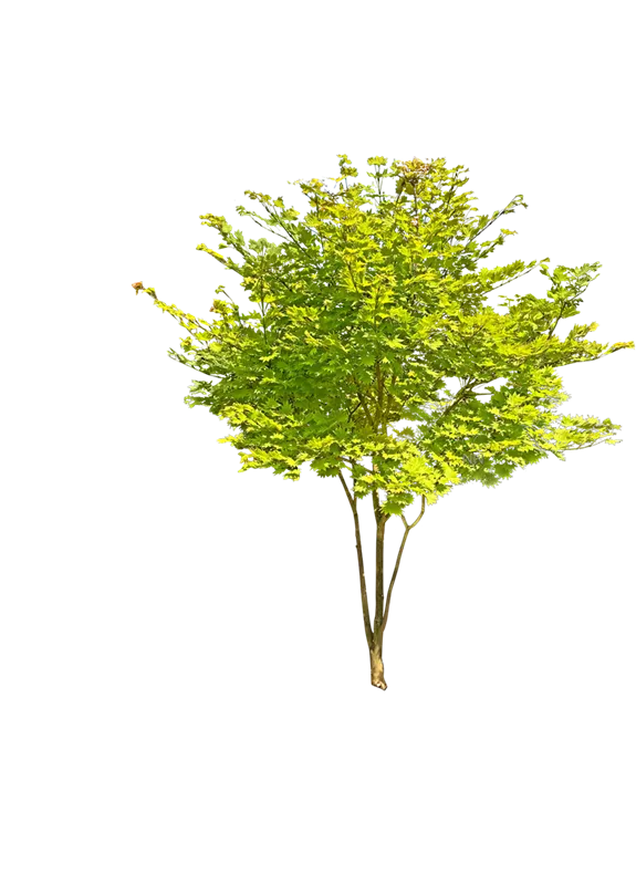 Acer shirasawanum 'Aureum'