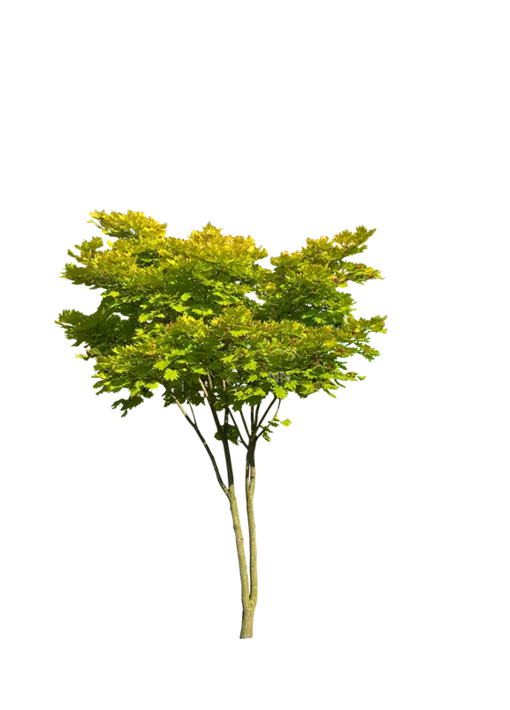 Acer shirasawanum 'Aureum'