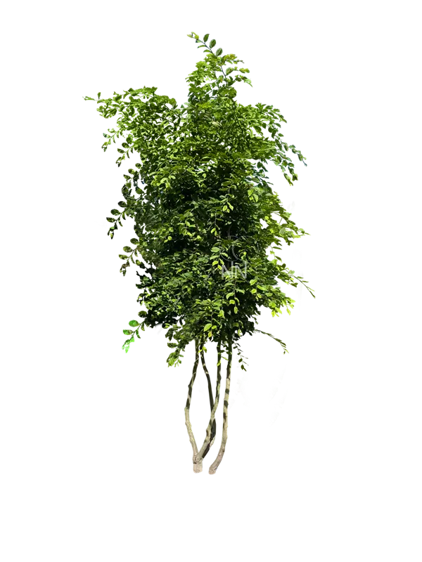 Carpinus betulus
