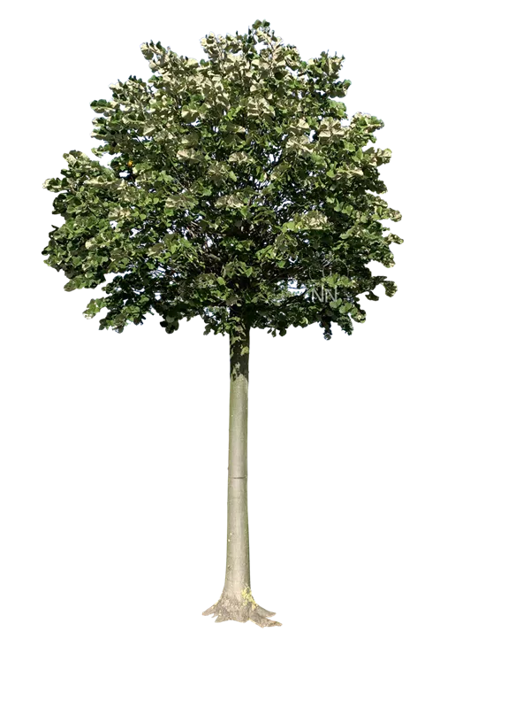 Tilia tomentosa 'Brabant'
