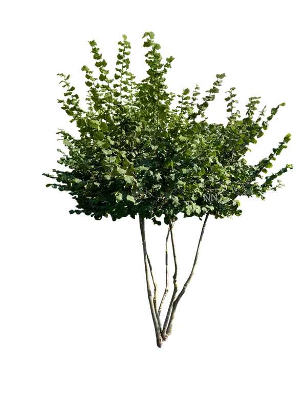 Corylus av.'Halle'sche Riesennuss' CAC