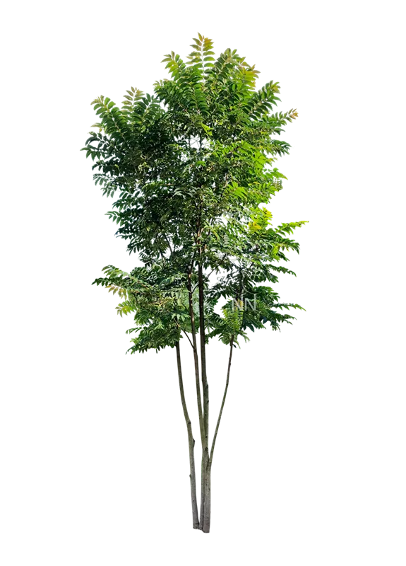 Toona sinensis 'Flamingo'