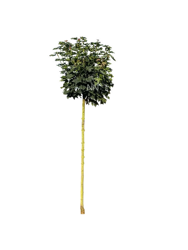 Acer platanoides 'Globosum'