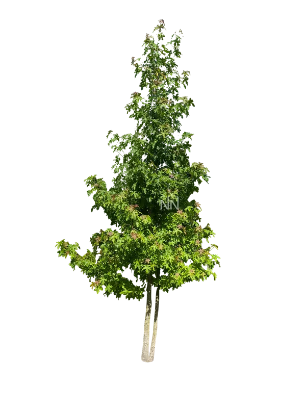 Liquidambar styraciflua