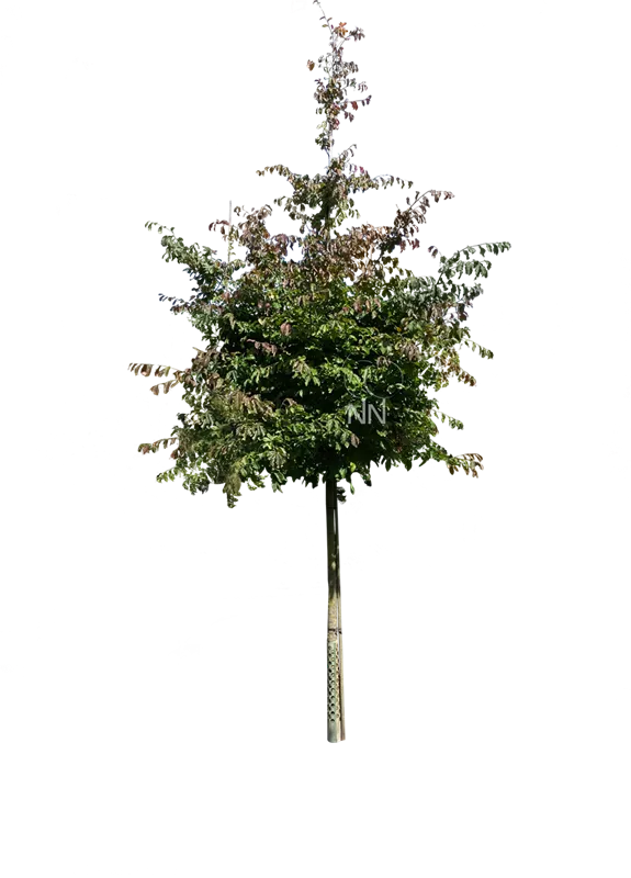 Parrotia persica