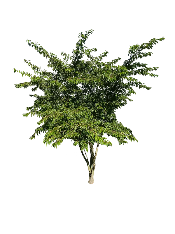 Prunus yedoensis