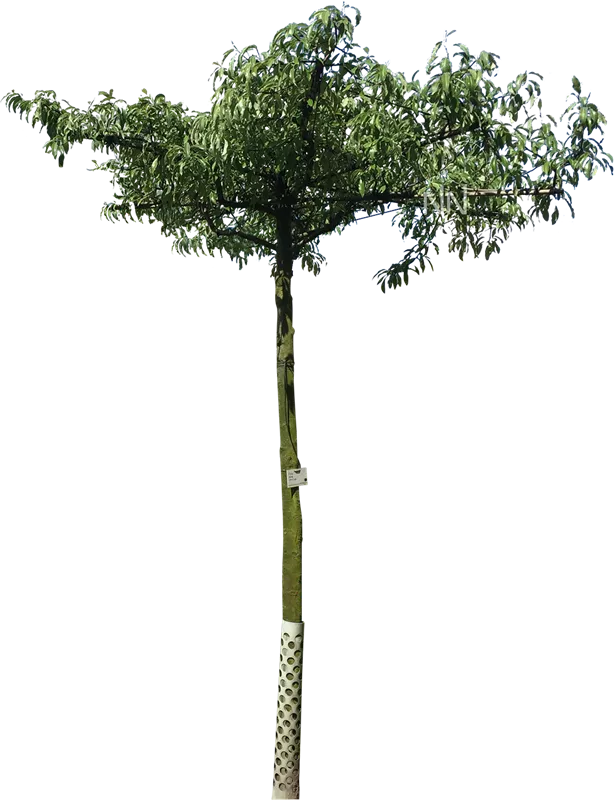 Pyrus elaeagrifolia 'Silver Sail'