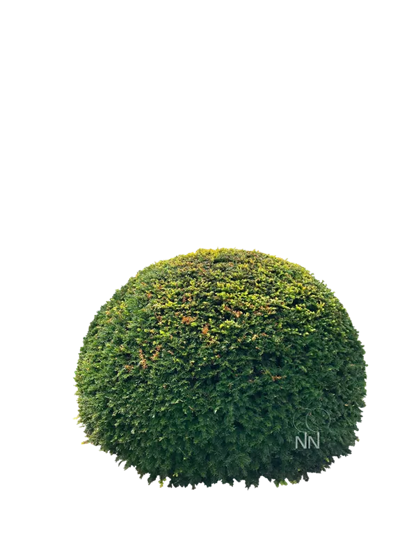 Taxus baccata