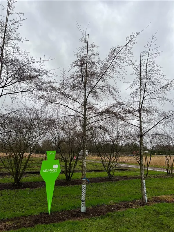 Alnus glutinosa 'Imperialis'