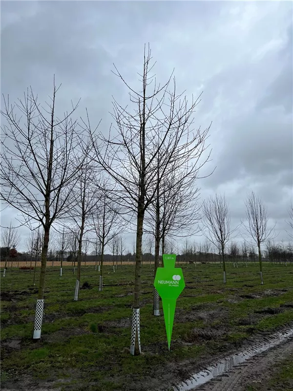Prunus avium 'Plena'