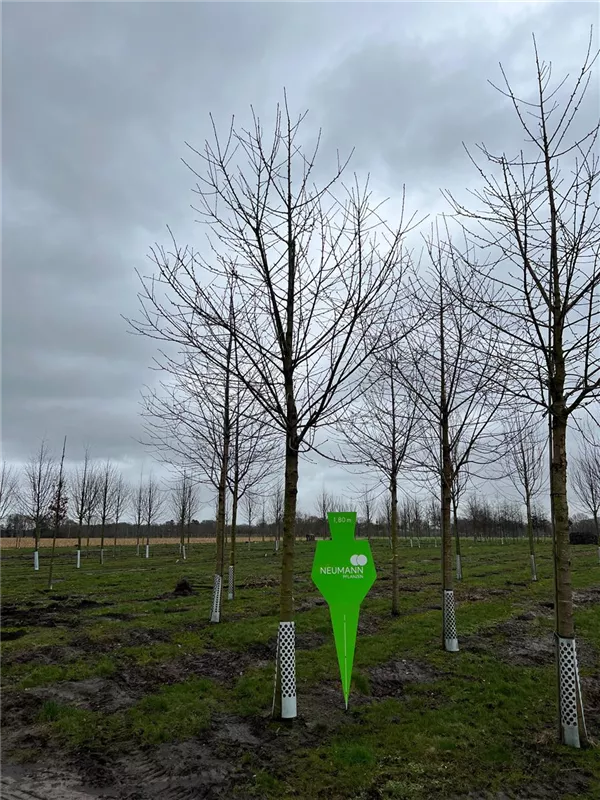 Prunus avium 'Plena'