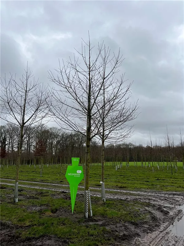 Prunus avium 'Plena'