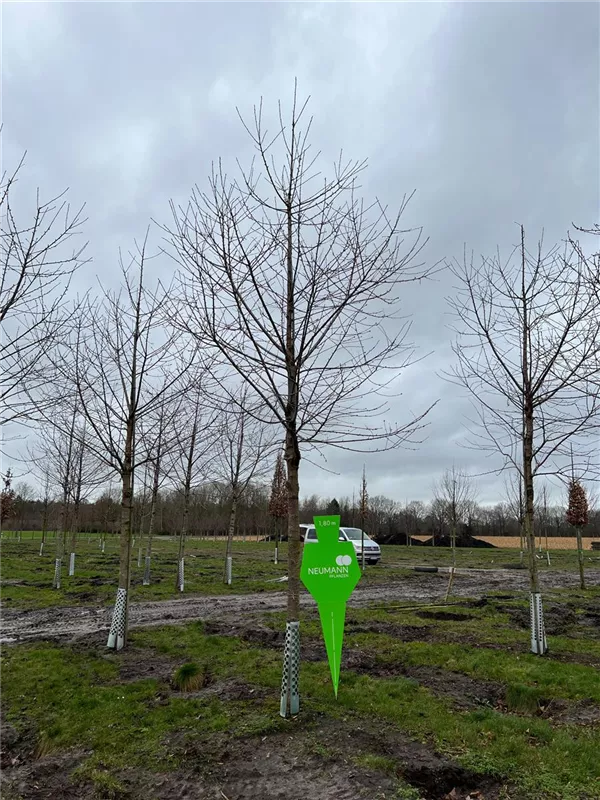 Prunus avium 'Plena'