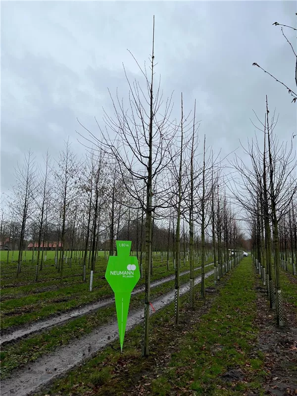 Tilia cordata