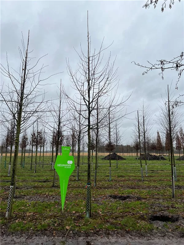 Tilia cordata