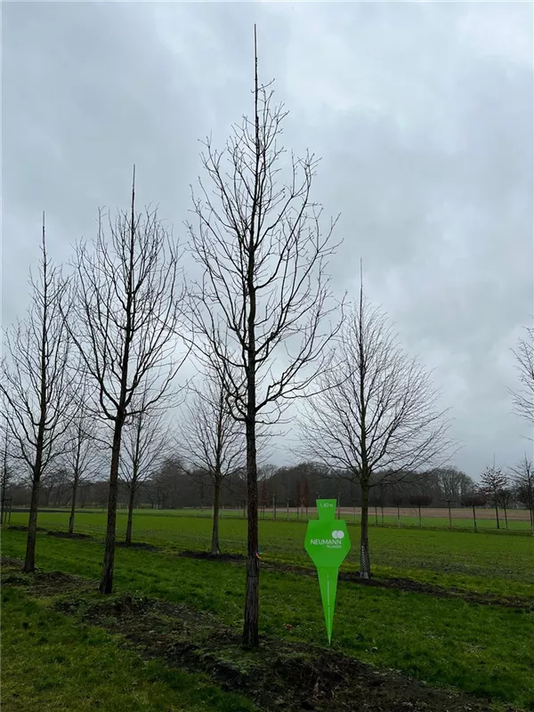 Quercus frainetto